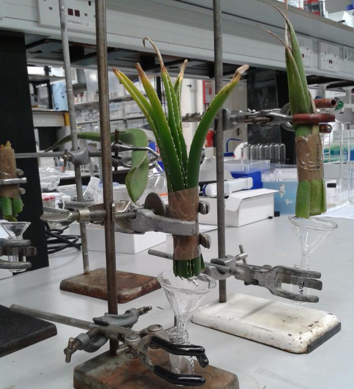 Laboratorio de aloe vera