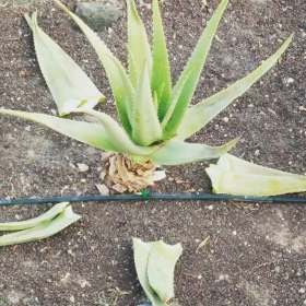 Tips to identify a high quality aloe vera product