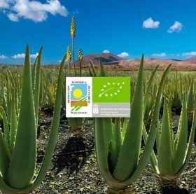 Razones para consumir Aloe Vera de cultivo ecológico