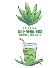 The benefits of drinking fresh aloe vera juice and pulp