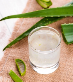 The different processes to extract the essence of aloe vera
